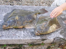 fishing in Normandy - Saint vaast la hougue